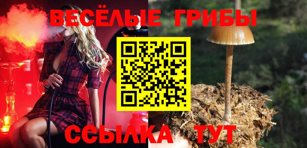 Псилоцибиновые грибы Psilocybe Великие Луки